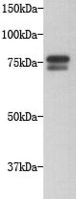 GOLGA5 Antibody in Western Blot (WB)