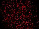 Lass2 Antibody in Immunocytochemistry (ICC/IF)