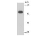 Lass2 Antibody in Western Blot (WB)