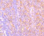 C14orf93 Antibody in Immunohistochemistry (Paraffin) (IHC (P))