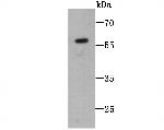 C14orf93 Antibody in Western Blot (WB)