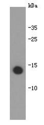 IL-31 Antibody in Western Blot (WB)