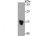 Axl Antibody in Western Blot (WB)