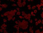 ALDH2 Antibody in Immunocytochemistry (ICC/IF)