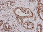 ALDH2 Antibody in Immunohistochemistry (Paraffin) (IHC (P))