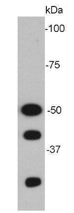 NFkB p50/p105 Antibody in Western Blot (WB)