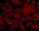 C19orf35 Antibody in Immunocytochemistry (ICC/IF)