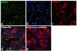 ALDH2 Antibody in Immunocytochemistry (ICC/IF)