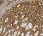 ALDH2 Antibody in Immunohistochemistry (Paraffin) (IHC (P))