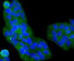 PI3K p85 alpha Antibody in Immunocytochemistry (ICC/IF)