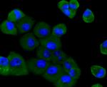 PI3K p85 alpha Antibody in Immunocytochemistry (ICC/IF)