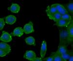 ATG12 Antibody in Immunocytochemistry (ICC/IF)