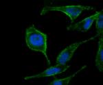 ATG12 Antibody in Immunocytochemistry (ICC/IF)