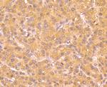 ATG12 Antibody in Immunohistochemistry (Paraffin) (IHC (P))