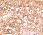 ATG12 Antibody in Immunohistochemistry (Paraffin) (IHC (P))