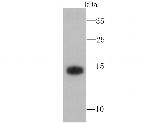 ATG12 Antibody in Western Blot (WB)