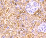 MAL Antibody in Immunohistochemistry (Paraffin) (IHC (P))