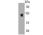 GPX5 Antibody in Western Blot (WB)