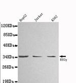 PSME3 Antibody in Western Blot (WB)