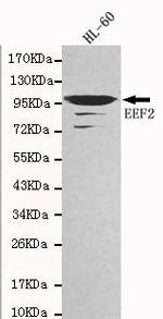 EEF2 Antibody in Western Blot (WB)