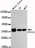 PP1 beta Antibody in Western Blot (WB)