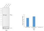 Beclin 1 Antibody in Western Blot (WB)