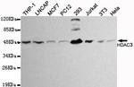 HDAC3 Antibody in Western Blot (WB)