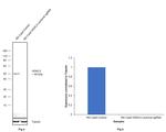 HDAC3 Antibody in Western Blot (WB)