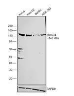 HDAC4 Antibody in Western Blot (WB)