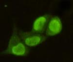 PRMT6 Antibody in Immunocytochemistry (ICC/IF)