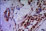 PRMT6 Antibody in Immunohistochemistry (Paraffin) (IHC (P))