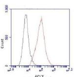 ATP Citrate Lyase Antibody in Flow Cytometry (Flow)