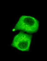 PDHA1 Antibody in Immunocytochemistry (ICC/IF)