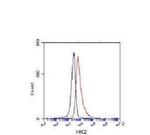 HK2 Antibody in Flow Cytometry (Flow)