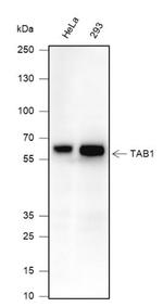 TAB1 Antibody in Western Blot (WB)