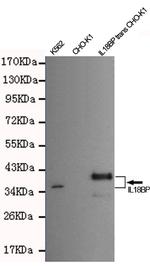 IL18BP Antibody in Western Blot (WB)