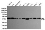 FEN1 Antibody in Western Blot (WB)