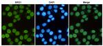 BRG1 Antibody in Immunocytochemistry (ICC/IF)