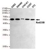 RAD23B Antibody in Western Blot (WB)