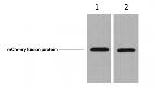 mCherry Antibody in Western Blot (WB)