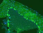 Calbindin D28K Antibody in Immunohistochemistry (Paraffin) (IHC (P))