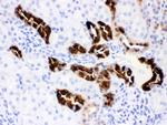 Calbindin D28K Antibody in Immunohistochemistry (Paraffin) (IHC (P))