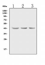 Actin Antibody in Western Blot (WB)