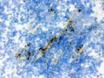 Actin Antibody in Immunohistochemistry (Frozen) (IHC (F))