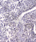 HSPA2 Antibody in Immunohistochemistry (Paraffin) (IHC (P))