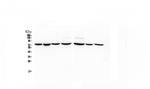 HSPA2 Antibody in Western Blot (WB)