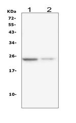 IL-22 Antibody in Western Blot (WB)