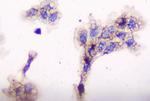 CD2AP Antibody in Immunocytochemistry (ICC/IF)