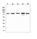 CD2AP Antibody in Western Blot (WB)