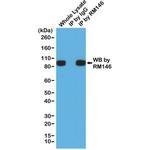 6x-His Tag Antibody in Immunoprecipitation (IP)